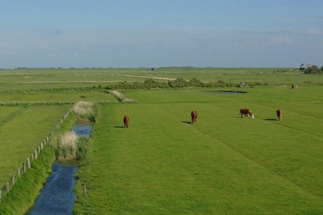 Westerhever 062013 (17)