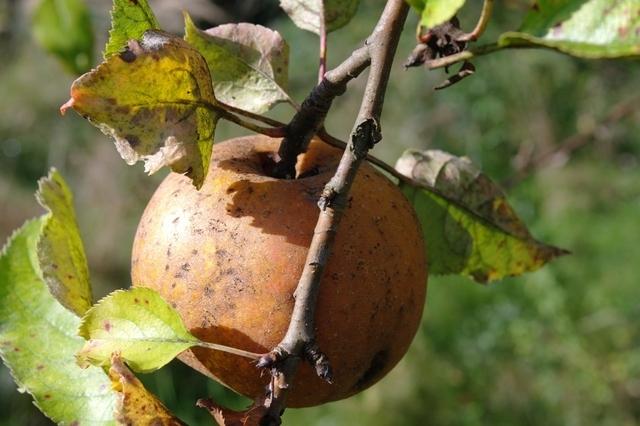 Herbst Apfel (7)