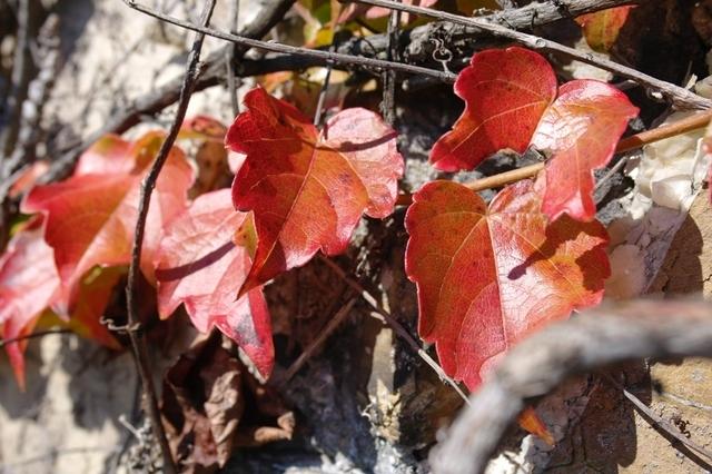 Herbst (3)