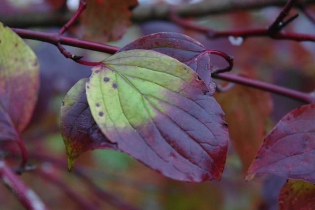 Herbst102013 (12)