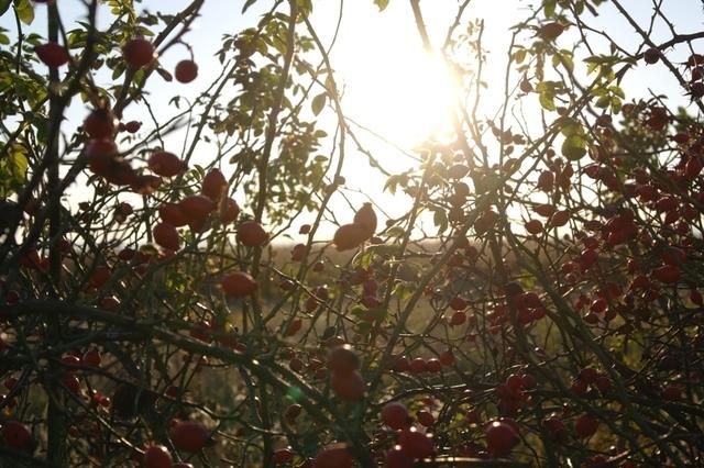 Herbst102013 (4)