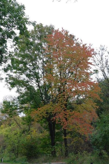 Herbst102013 (44)