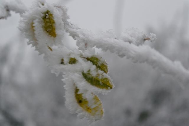 RaureifFeuersbrunn122013 (23)