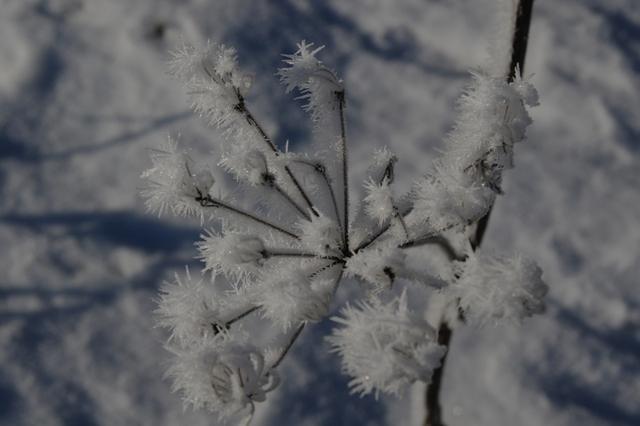 RaureifTirol122013 (10)