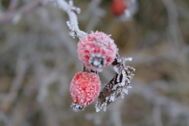 RaureifWaldviertel122013 (20)