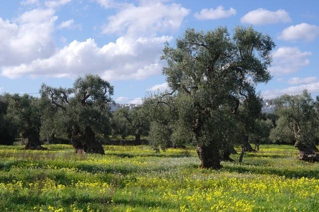 OlivenbaeumeOstuni122013 (32)