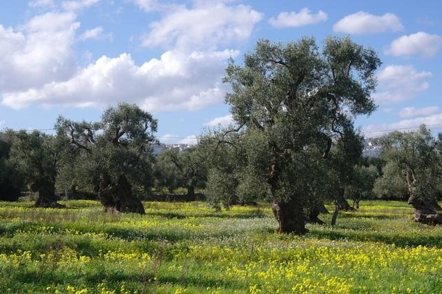 OlivenbaeumeOstuni122013 (32)