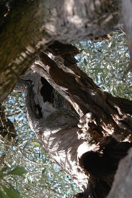 OlivenbaeumeOstuni122013 (42)