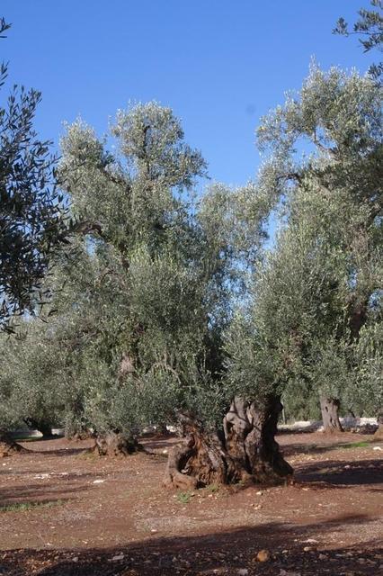 OlivenbaeumeOstuni122013 (44)