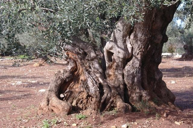 OlivenbaeumeOstuni122013 (45)