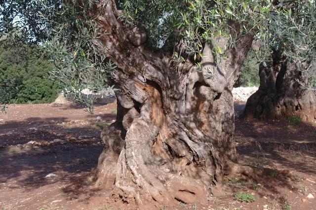 OlivenbaeumeOstuni122013 (46)