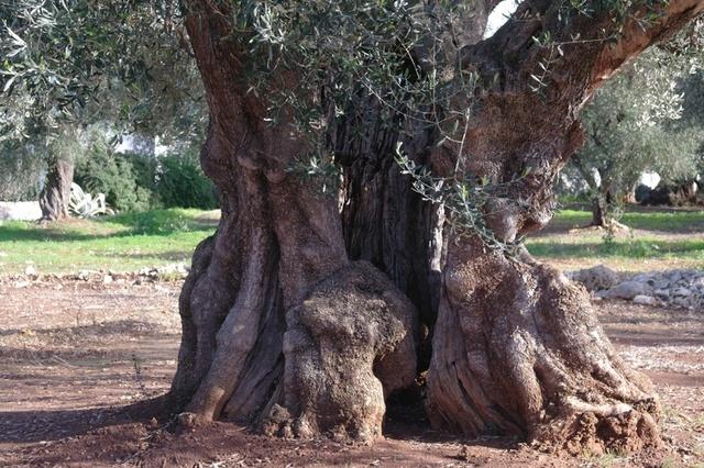 OlivenbaeumeOstuni122013 (48)
