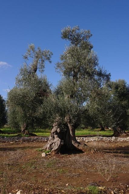 OlivenbaeumeOstuni122013 (49)