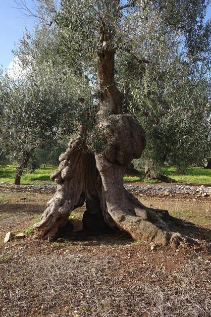 OlivenbaeumeOstuni122013 (50)