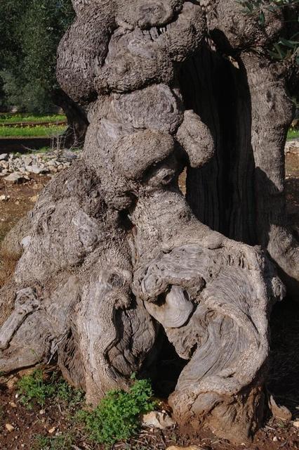 OlivenbaeumeOstuni122013 (51)