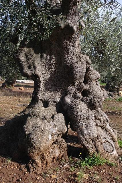 OlivenbaeumeOstuni122013 (52)