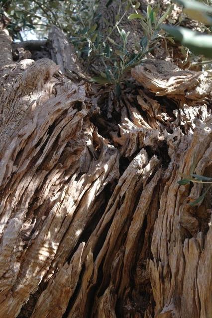 OlivenbaeumeOstuni122013 (55)