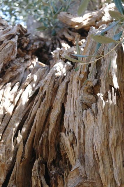 OlivenbaeumeOstuni122013 (59)