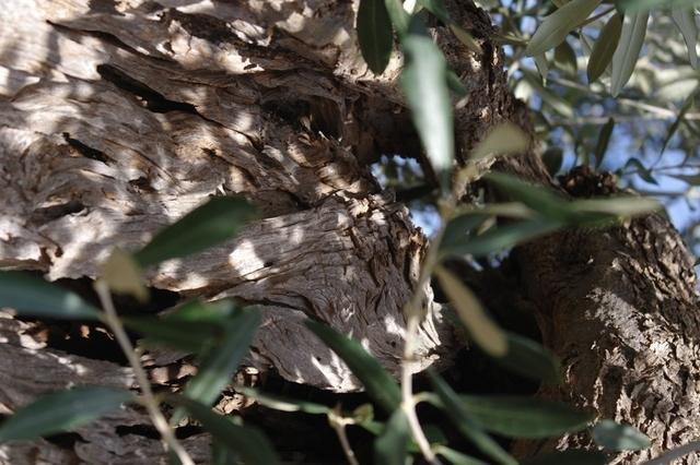 OlivenbaeumeOstuni122013 (60)