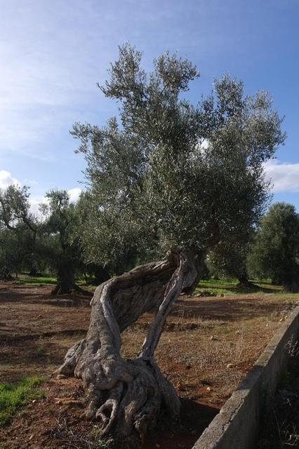 OlivenbaeumeOstuni122013 (63)