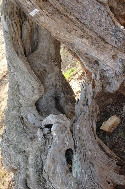 OlivenbaeumeOstuni122013 (66)