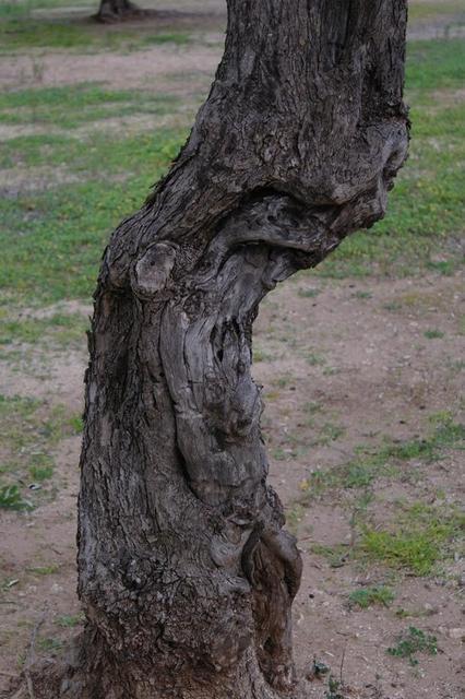 OlivenbeumebeiOtranto (10)122013