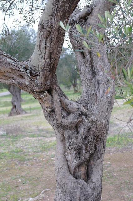 OlivenbeumebeiOtranto (2)122013