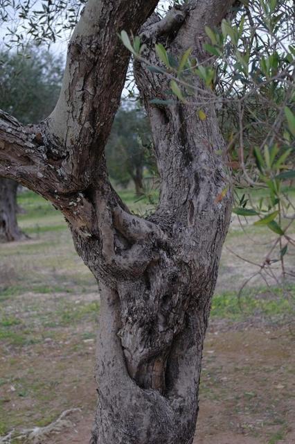 OlivenbeumebeiOtranto (3)122013
