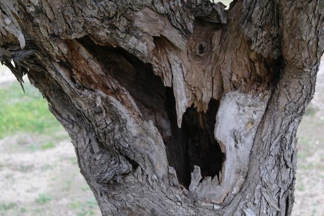 OlivenbeumebeiOtranto (6)122013