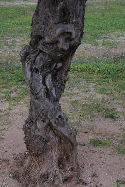 OlivenbeumebeiOtranto (8)122013