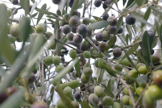 OlivenVieste122013 (22)