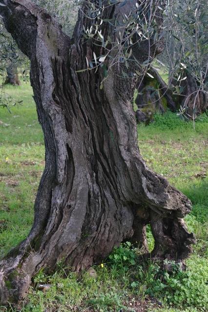 OlivenVieste122013 (4)