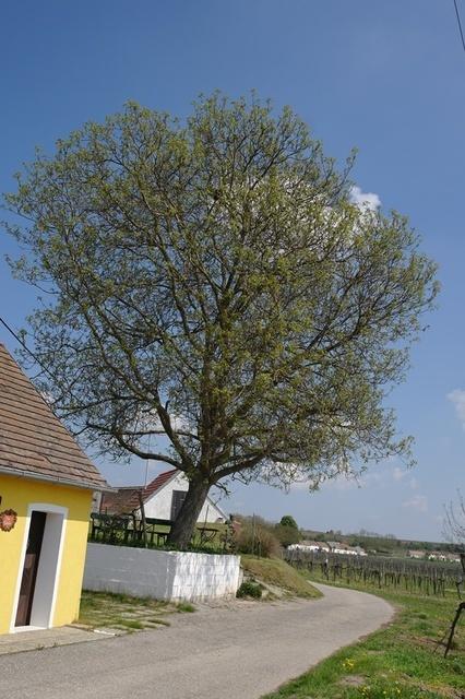 WoraFruehjahr2014 (6)