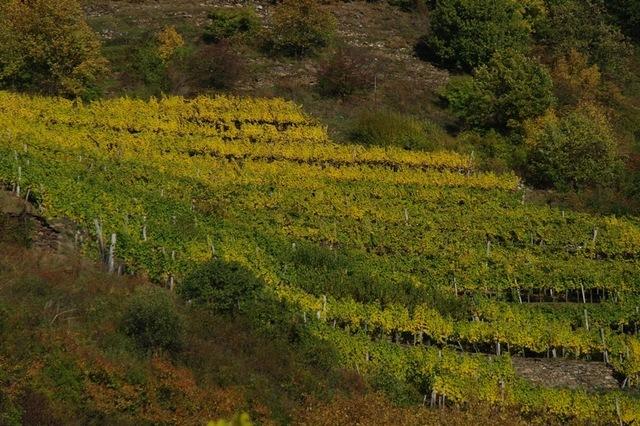 HerbstWachau (17)