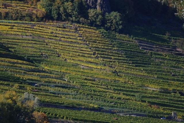 HerbstWachau (35)