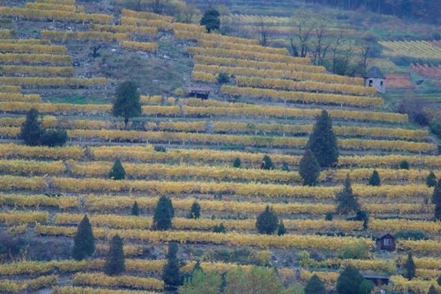 HerbstWachau (48)