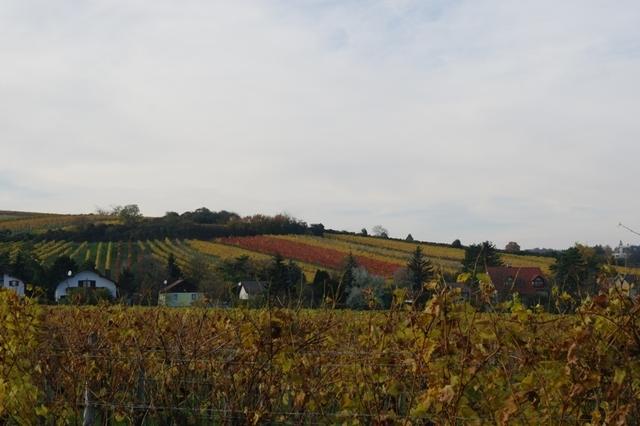 WeinbauStammersdorf (3)
