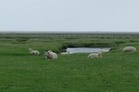 Westerhever 062013 (13)