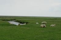 Westerhever 062013 (14)