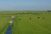 Westerhever 062013 (17)