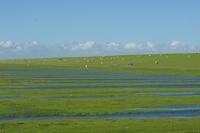 Westerhever 062013 (21)