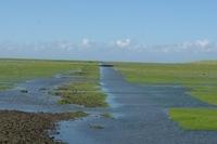 Westerhever 062013 (23)