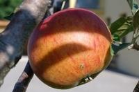 Herbst Apfel (10)
