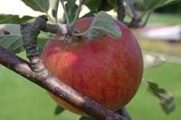Herbst Apfel (5)