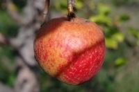 Herbst Apfel (6)