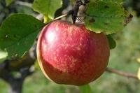 Herbst Apfel (8)