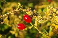 Herbst (4)