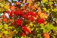 Herbst (7)