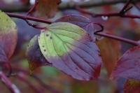 Herbst102013 (12)