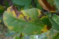 Herbst102013 (23)